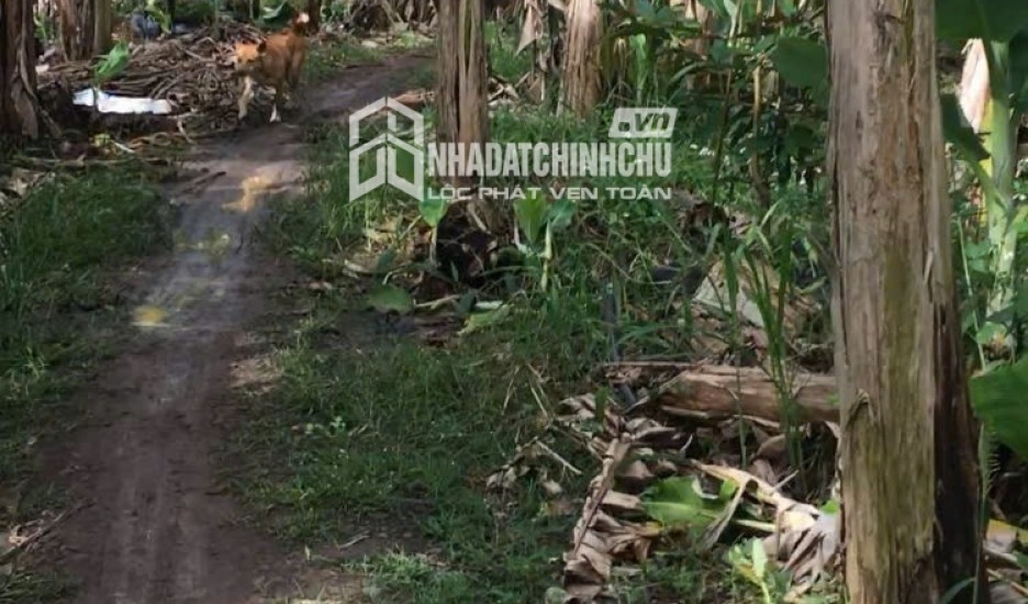 HOT HOT – CHÍNH CHỦ BÁN ĐẤT VƯỜN SẦU RIÊNG TẠI ẤP Trung Tâm, X.Thanh Bình, H.Trảng Bom, T.Đồng Nai