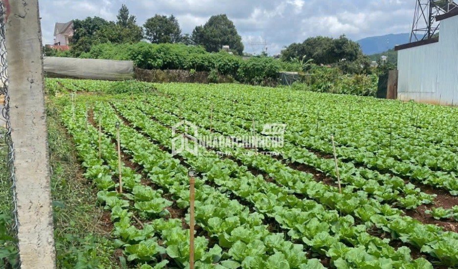 CHÍNH CHỦ BÁN ĐẤT ĐẸP XÃ ĐA RÒN – LÂM ĐỒNG