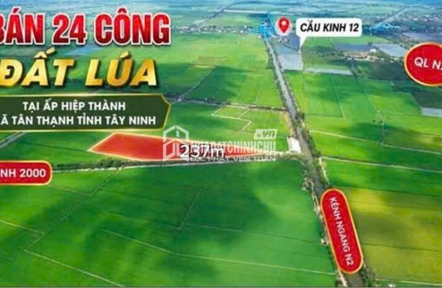ĐẤT ĐẸP – ĐẦU TƯ SINH LỜI – CẦN BÁN 3 LÔ ĐẤT GIÁ TỐT – Ấp Hiệp Thành, Xã Tân Thạnh, Tây Ninh